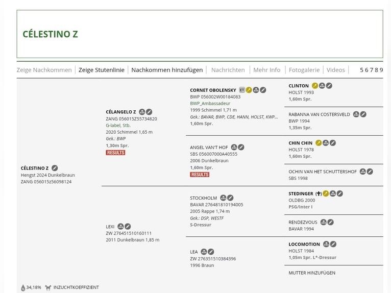 Zangersheide Mix Stallone 2 Anni 167 cm Baio scuro in Hepscheid