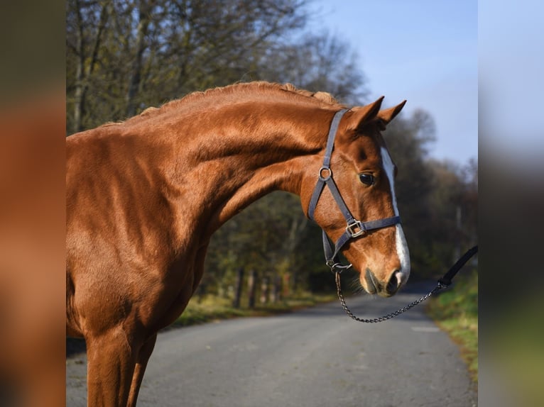 Zangersheide Stallone 2 Anni 167 cm Sauro in Gyula