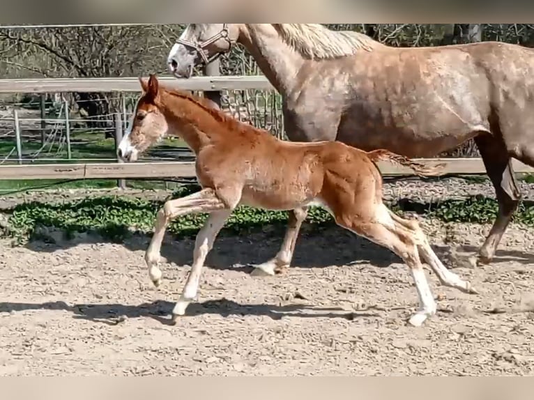 Zangersheide Stallone 2 Anni 168 cm in Mücheln (Geiseltal)