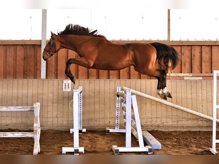 Zangersheide Stallone 2 Anni 170 cm in Brandenburg an der Havel