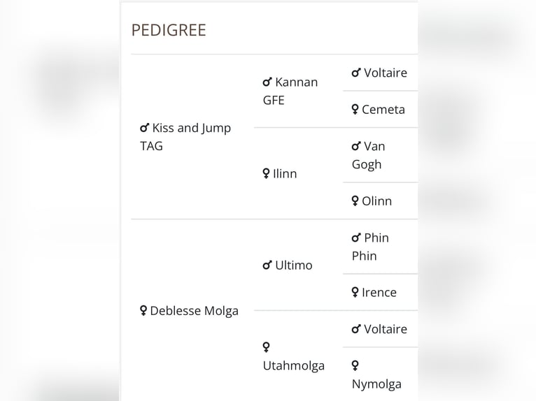 Zangersheide Stallone 2 Anni 171 cm Sauro scuro in Normandy
