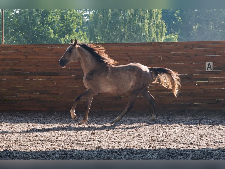 Zangersheide Stallone 2 Anni 172 cm Sauro scuro in Puszcza Mariańska