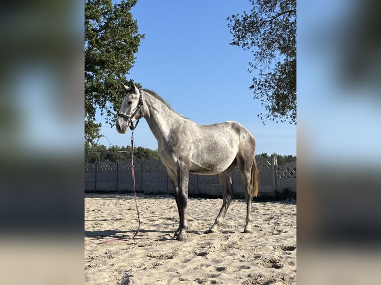 Zangersheide Stallone 2 Anni 173 cm Grigio in Dąbrowiec