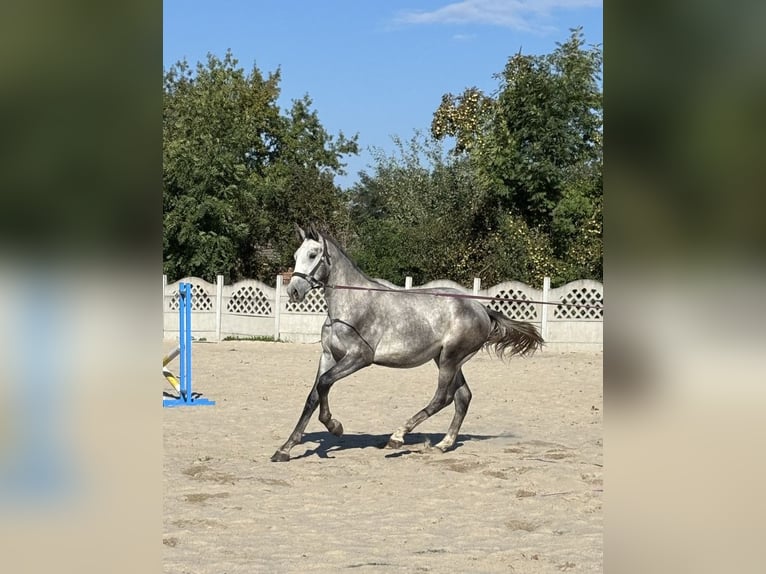 Zangersheide Stallone 2 Anni 173 cm Grigio in Dąbrowiec
