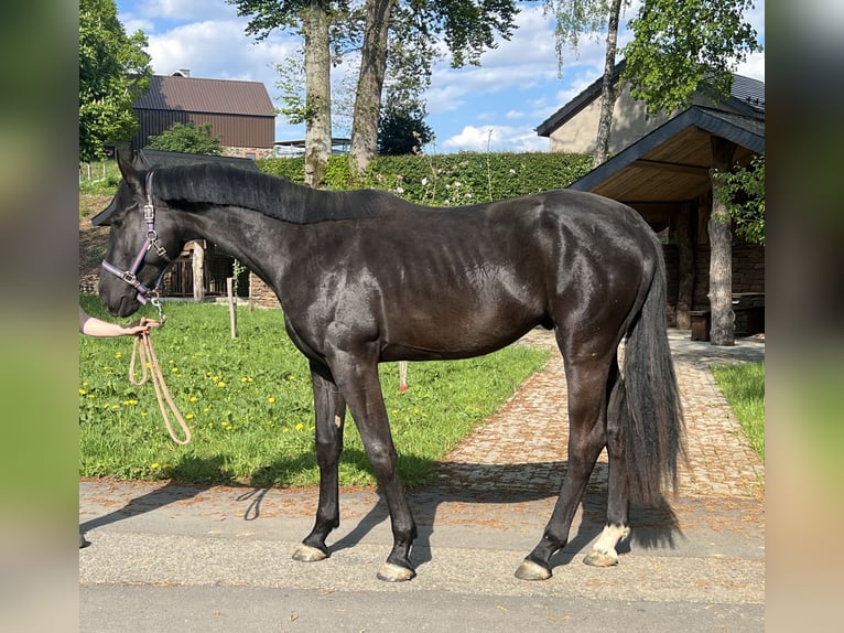 Zangersheide Stallone 2 Anni 180 cm Baio scuro in Amel