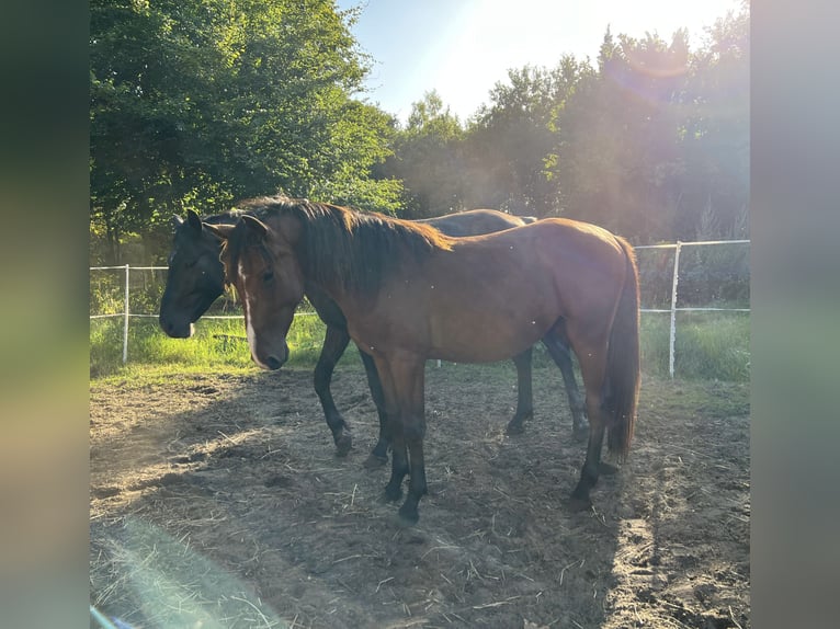 Zangersheide Stallone 2 Anni Baio in Lingen
