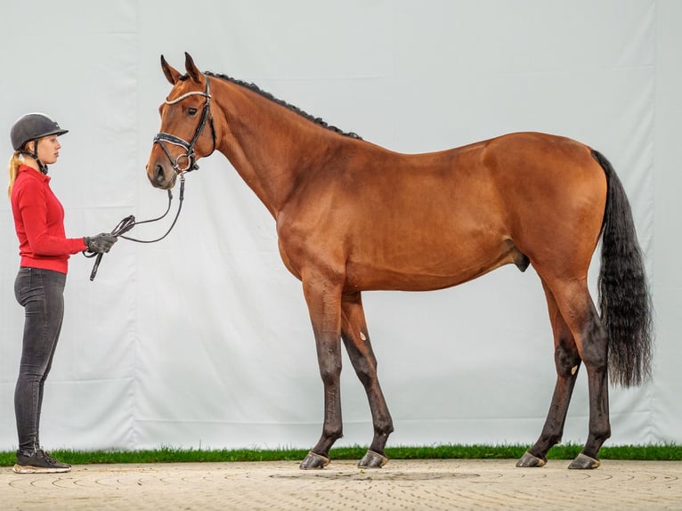 Zangersheide Stallone 2 Anni Baio in Münster-Handorf