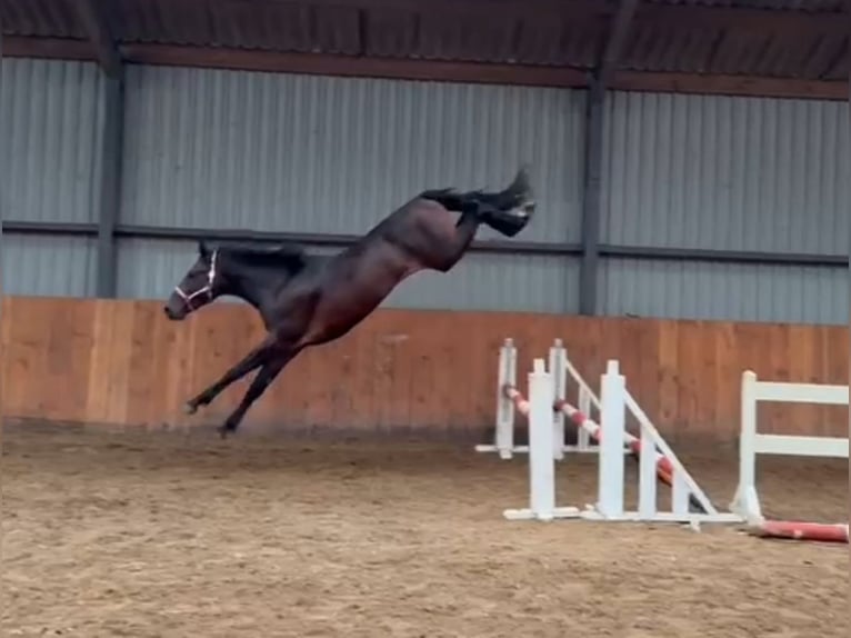 Zangersheide Stallone 2 Anni in Békéscsaba