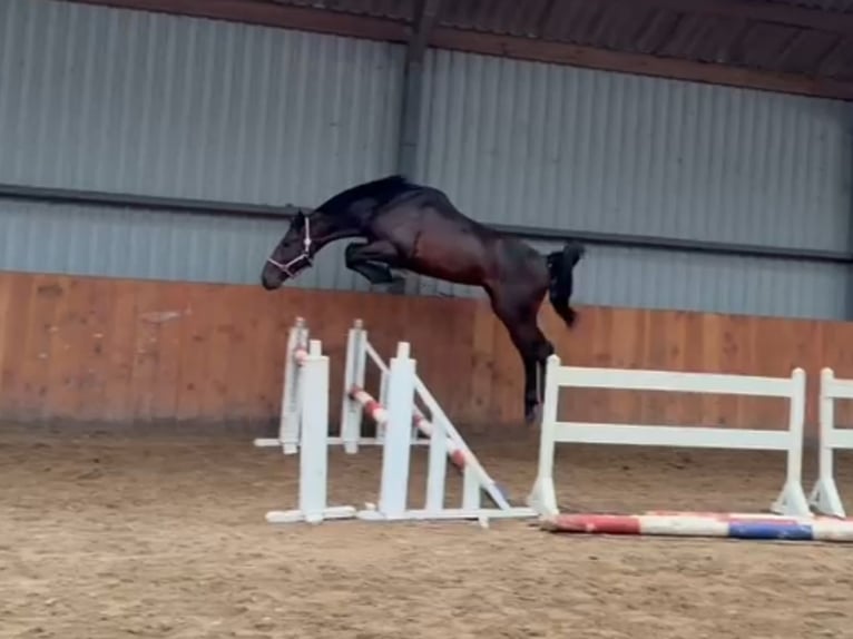 Zangersheide Stallone 2 Anni in Békéscsaba