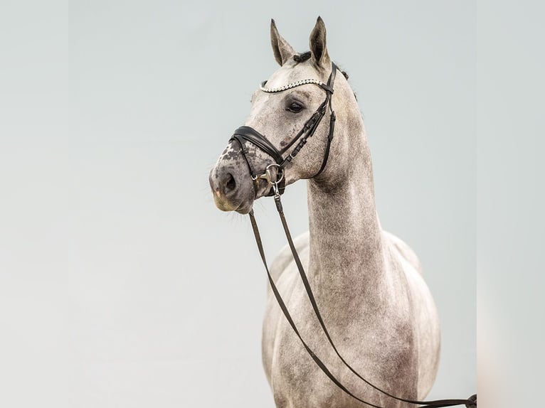 Zangersheide Stallone 2 Anni Grigio in Münster-Handorf