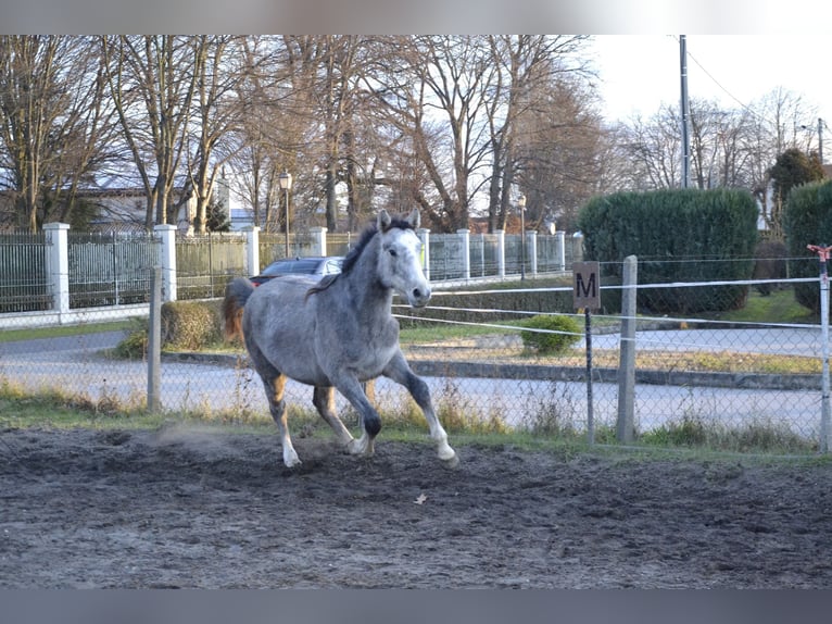 Zangersheide Stallone 2 Anni Grigio in Trški Vrh