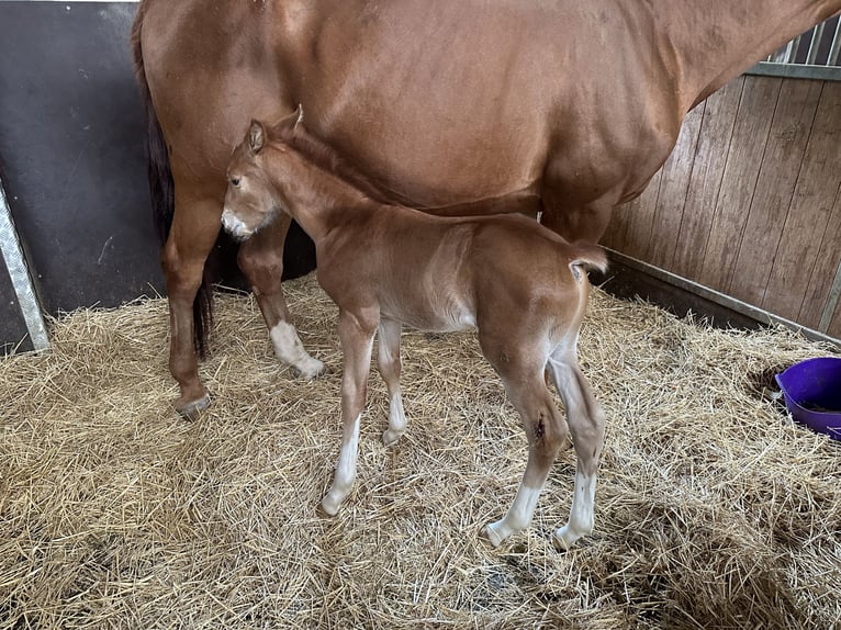 Zangersheide Stallone 2 Anni Sauro scuro in Bayerisch Gmain