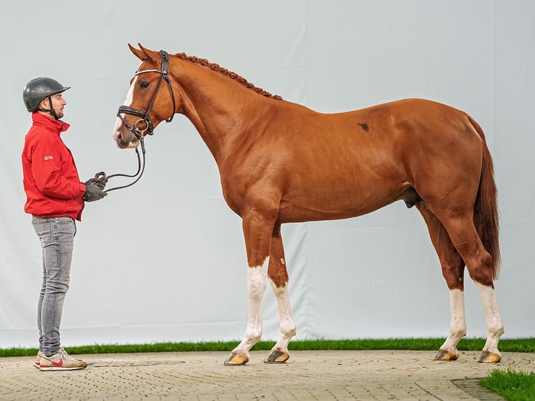 Zangersheide Stallone 2 Anni Sauro scuro in Münster-Handorf