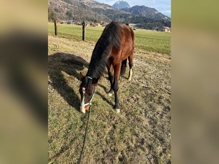 Zangersheide Stallone 3 Anni 140 cm Baio in Georgenberg