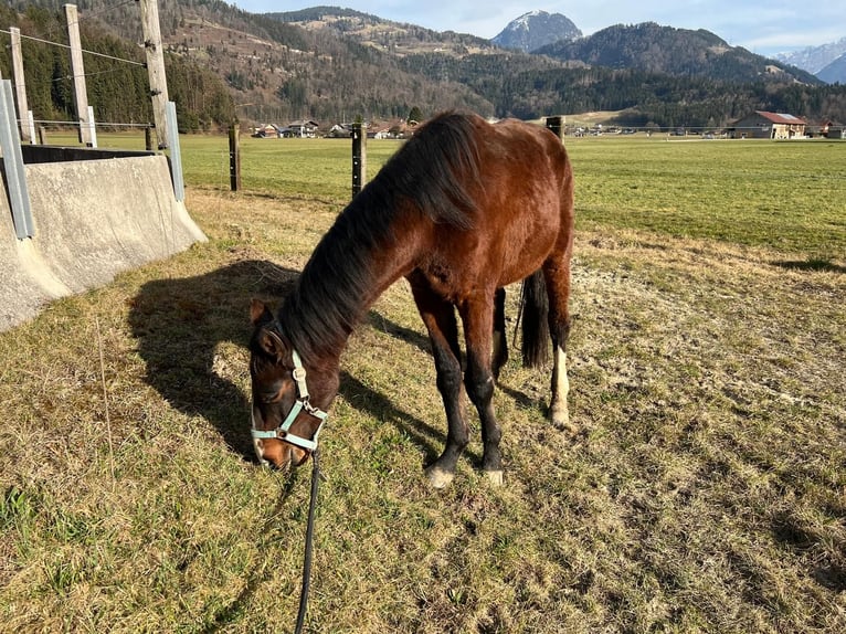 Zangersheide Stallone 3 Anni 140 cm Baio in Georgenberg