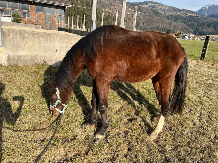 Zangersheide Stallone 3 Anni 140 cm Baio in Georgenberg