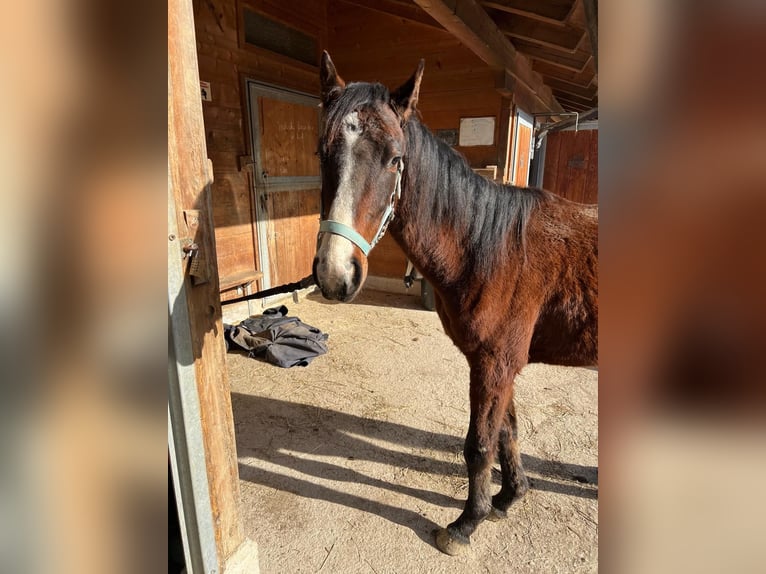 Zangersheide Stallone 3 Anni 140 cm Baio in Georgenberg