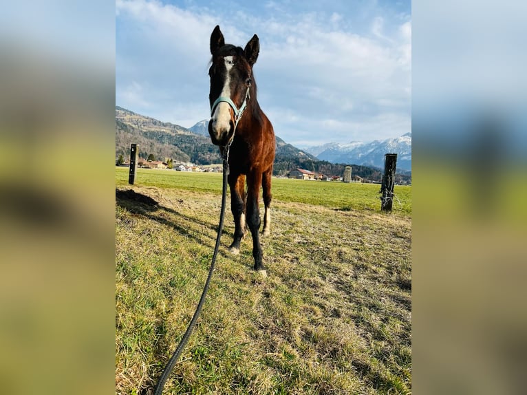 Zangersheide Stallone 3 Anni 140 cm Baio in Georgenberg