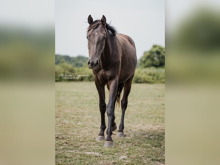 Zangersheide Stallone 3 Anni 148 cm Morello in Beaumont pied-de-boeuf