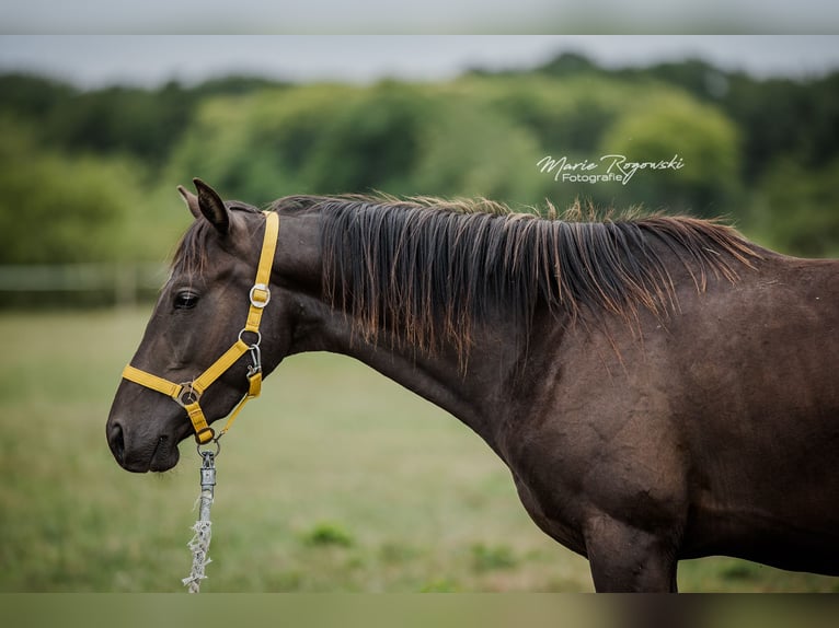 Zangersheide Stallone 3 Anni 148 cm Morello in Beaumont pied-de-boeuf
