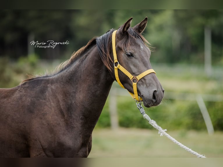 Zangersheide Stallone 3 Anni 148 cm Morello in Beaumont pied-de-boeuf