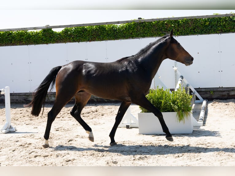 Zangersheide Stallone 3 Anni 155 cm Baio scuro in Waddinxveen