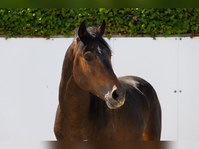 Zangersheide Stallone 3 Anni 155 cm Baio scuro in Waddinxveen