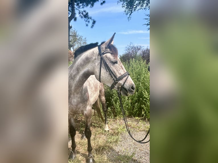 Zangersheide Stallone 3 Anni 155 cm Grigio in Pelmberg