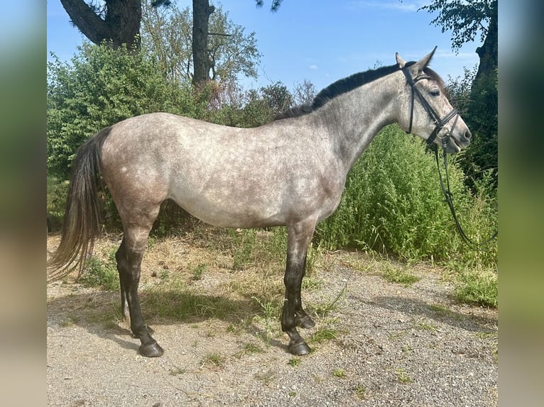 Zangersheide Stallone 3 Anni 155 cm Grigio in Pelmberg