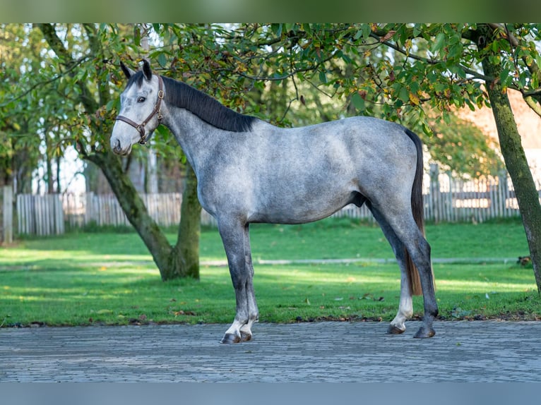 Zangersheide Stallone 3 Anni 156 cm Grigio in GROTE-BROGEL