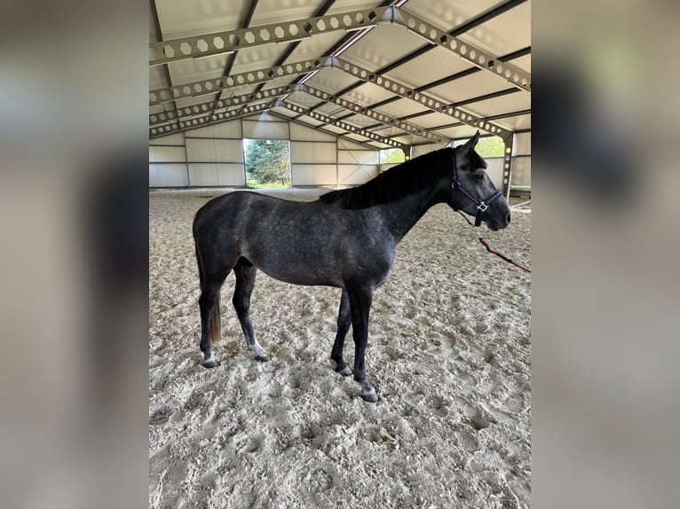 Zangersheide Stallone 3 Anni 160 cm Grigio in Brynek