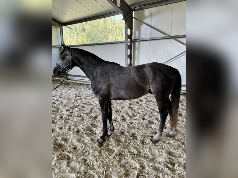 Zangersheide Stallone 3 Anni 160 cm Grigio in Brynek