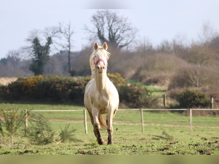 Zangersheide Stallone 3 Anni 160 cm Perlino in Beaumont pied-de-boeuf
