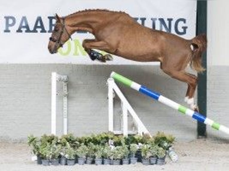 Zangersheide Stallone 3 Anni 163 cm Baio in Heerde