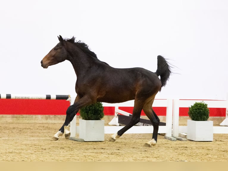 Zangersheide Stallone 3 Anni 163 cm Baio scuro in Waddinxveen
