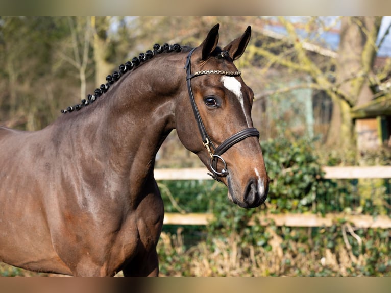 Zangersheide Stallone 3 Anni 163 cm  in Heerde