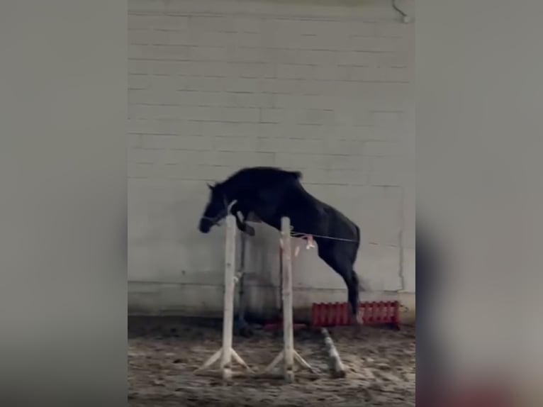 Zangersheide Stallone 3 Anni 163 cm Morello in Zakrzów