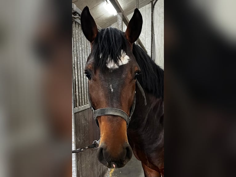 Zangersheide Stallone 3 Anni 164 cm Baio in Swifterbant