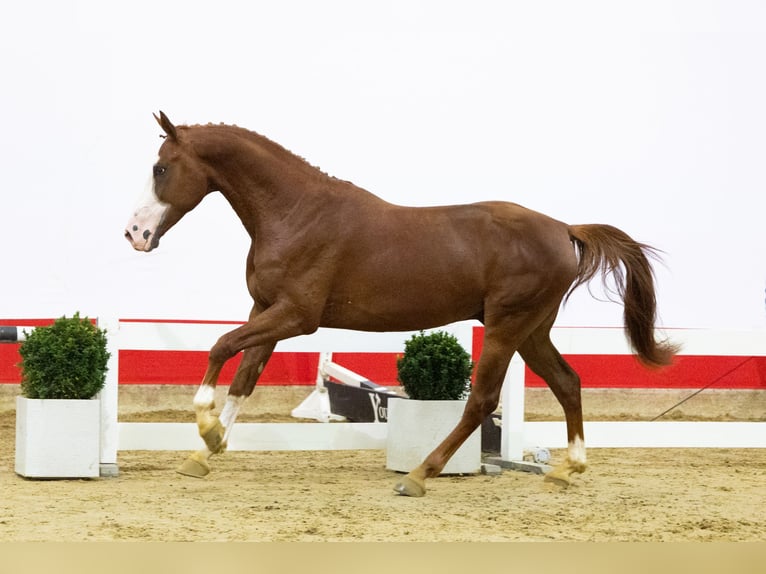 Zangersheide Stallone 3 Anni 165 cm Champagne in Waddinxveen