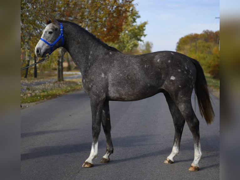 Zangersheide Stallone 3 Anni 165 cm Grigio pezzato in Budapest