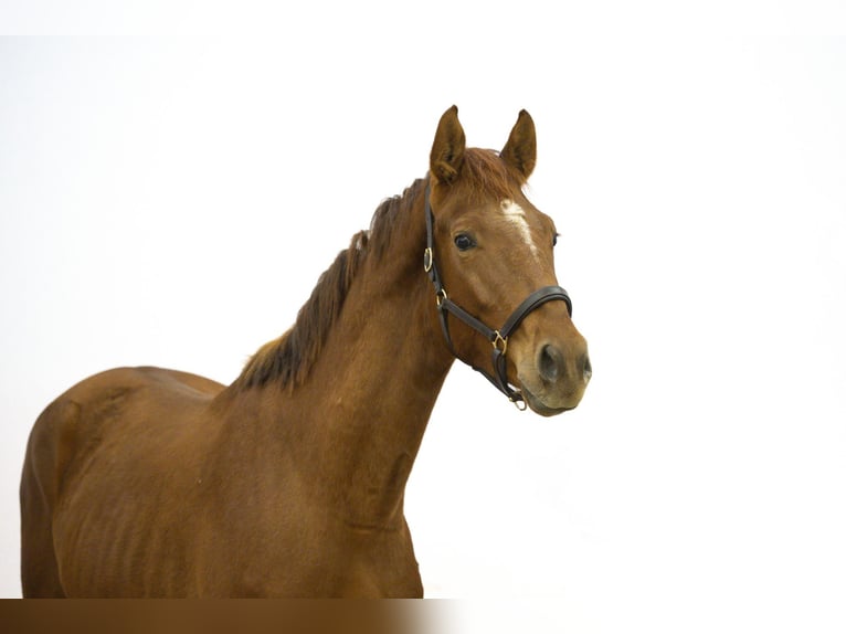 Zangersheide Stallone 3 Anni 165 cm Sauro in Waddinxveen