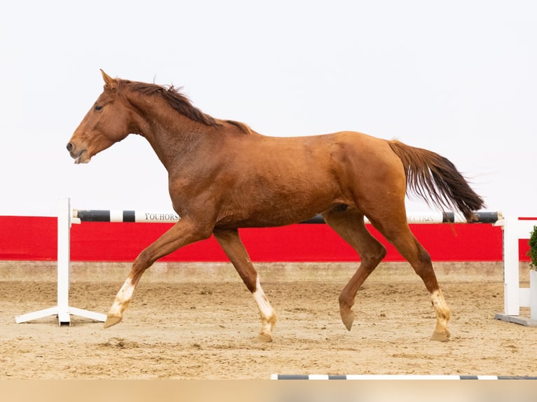 Zangersheide Stallone 3 Anni 165 cm Sauro in Waddinxveen