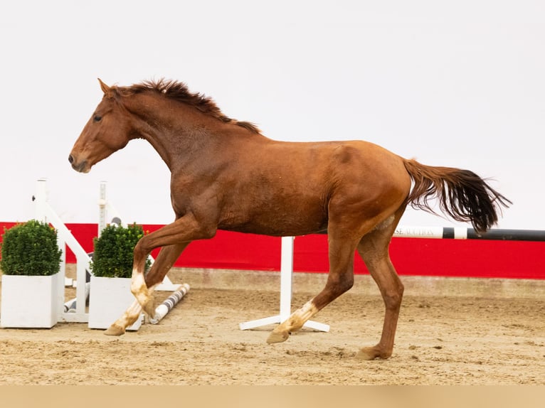 Zangersheide Stallone 3 Anni 165 cm Sauro in Waddinxveen