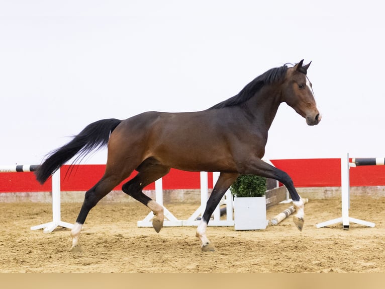 Zangersheide Stallone 3 Anni 166 cm Baio in Waddinxveen