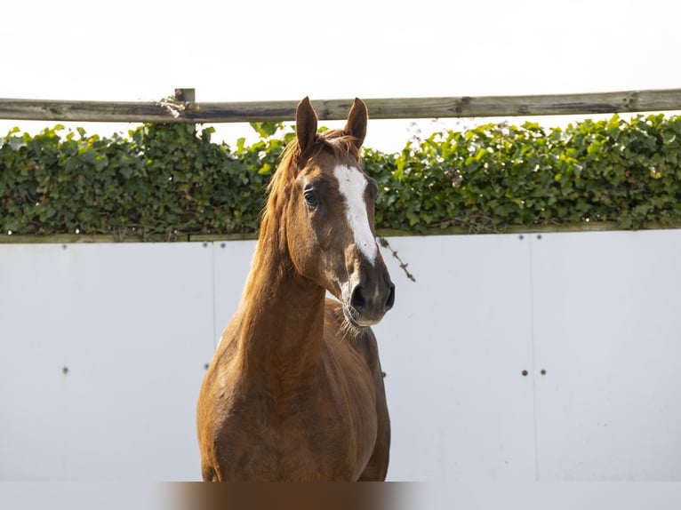 Zangersheide Stallone 3 Anni 166 cm Sauro in Waddinxveen