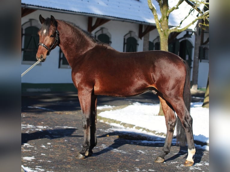 Zangersheide Stallone 3 Anni 167 cm Baio in Halbenrain