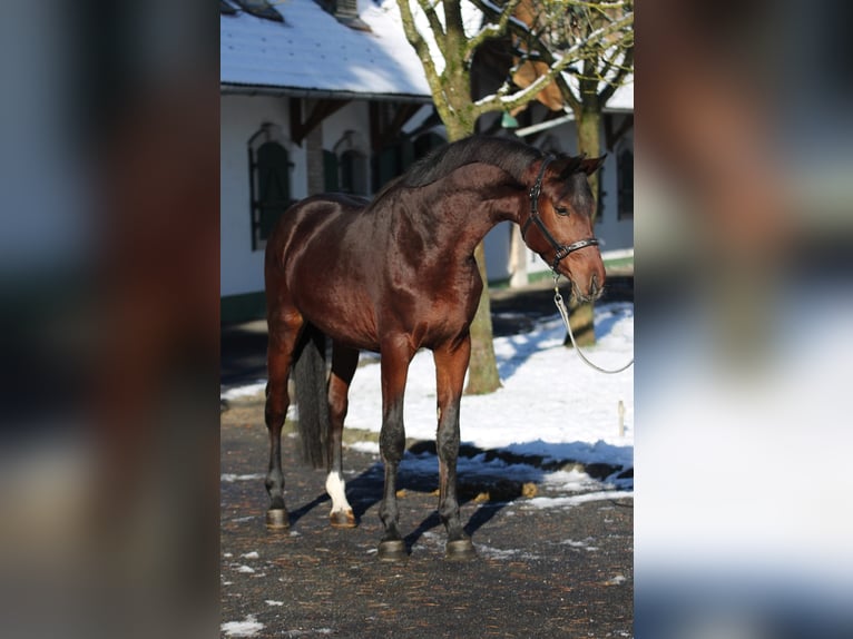 Zangersheide Stallone 3 Anni 167 cm Baio in Halbenrain