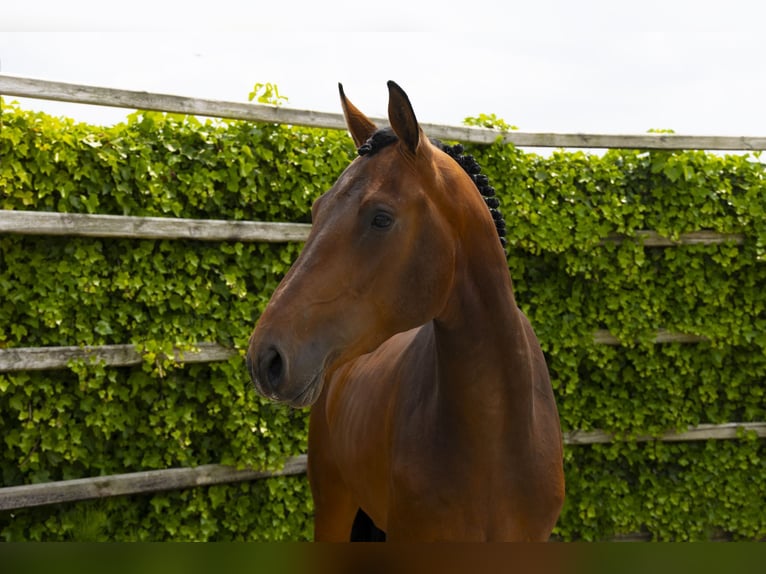 Zangersheide Stallone 3 Anni 167 cm Baio in Waddinxveen