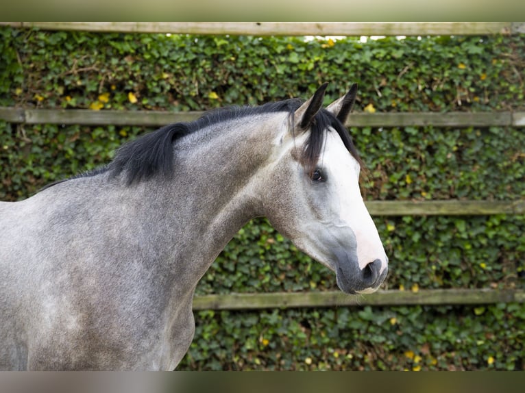 Zangersheide Stallone 3 Anni 167 cm Grigio in Waddinxveen