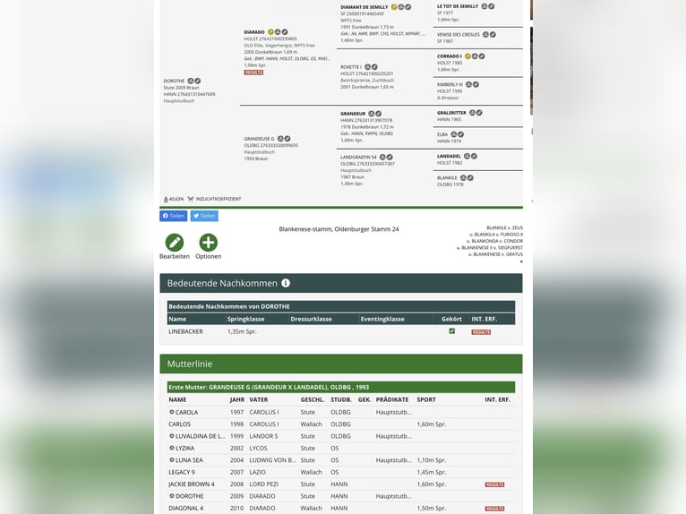 Zangersheide Stallone 3 Anni 167 cm Sauro in Gersten